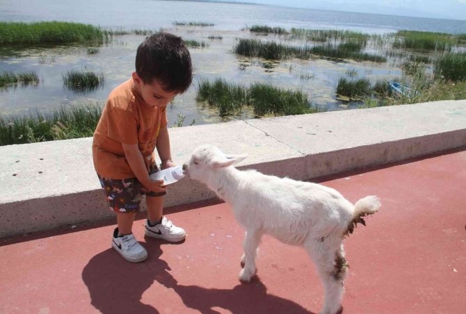 Arkadaşına 'Pamuk’ gibi bakıyor
