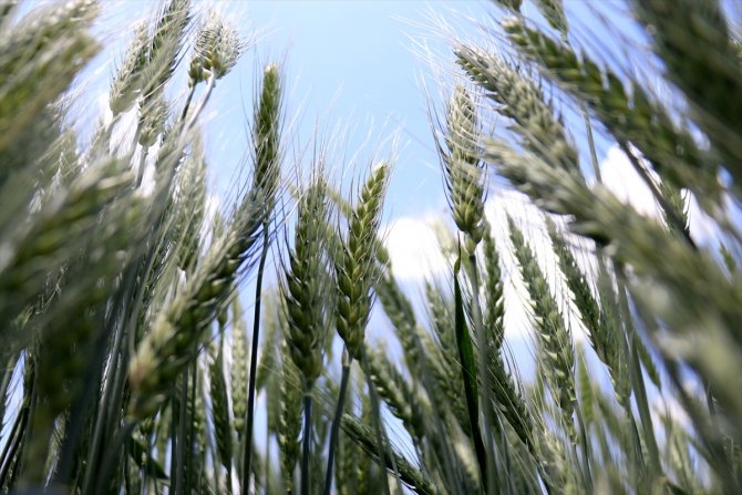 Konya'da geliştirilen hububatlar tohum sanayicisine tanıtıldı