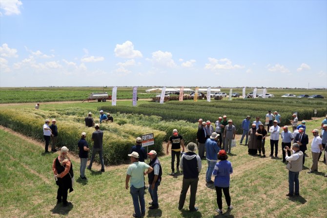 Konya'da geliştirilen hububatlar tohum sanayicisine tanıtıldı