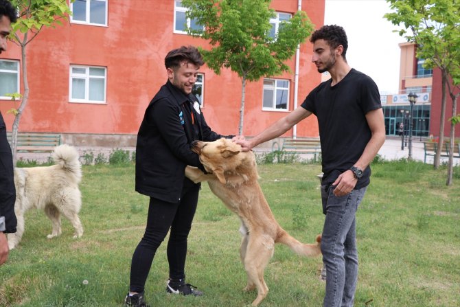 "Mutlu Köpekler Kampüsü" ile sahipsiz hayvanlar yuvaya kavuştu