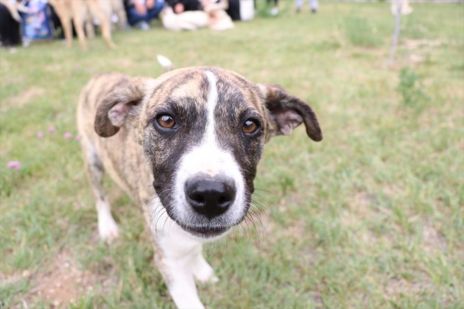 "Mutlu Köpekler Kampüsü" ile sahipsiz hayvanlar yuvaya kavuştu