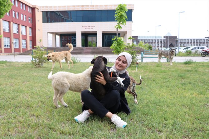 "Mutlu Köpekler Kampüsü" ile sahipsiz hayvanlar yuvaya kavuştu