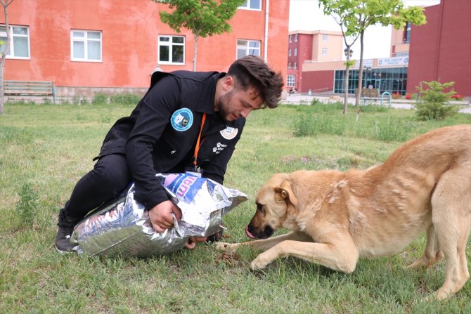 "Mutlu Köpekler Kampüsü" ile sahipsiz hayvanlar yuvaya kavuştu