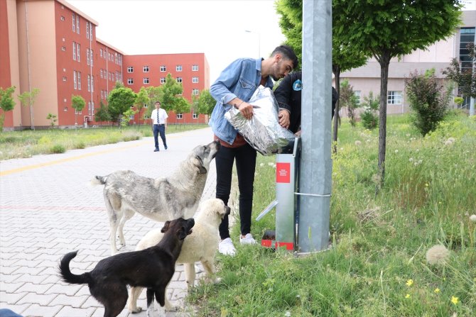 "Mutlu Köpekler Kampüsü" ile sahipsiz hayvanlar yuvaya kavuştu