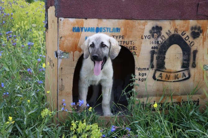 "Mutlu Köpekler Kampüsü" ile sahipsiz hayvanlar yuvaya kavuştu