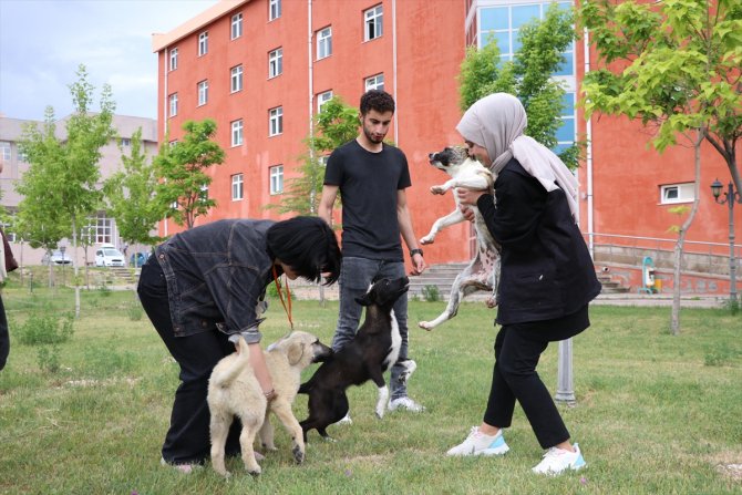 "Mutlu Köpekler Kampüsü" ile sahipsiz hayvanlar yuvaya kavuştu