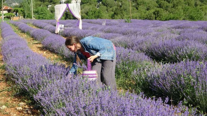 Mor tarlaların hanımağaları