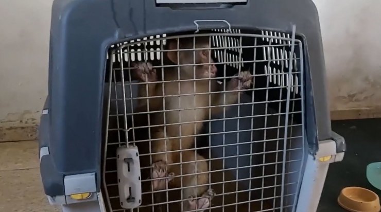 Üç makak maymununa el koyuldu; 3 kişiye para cezası