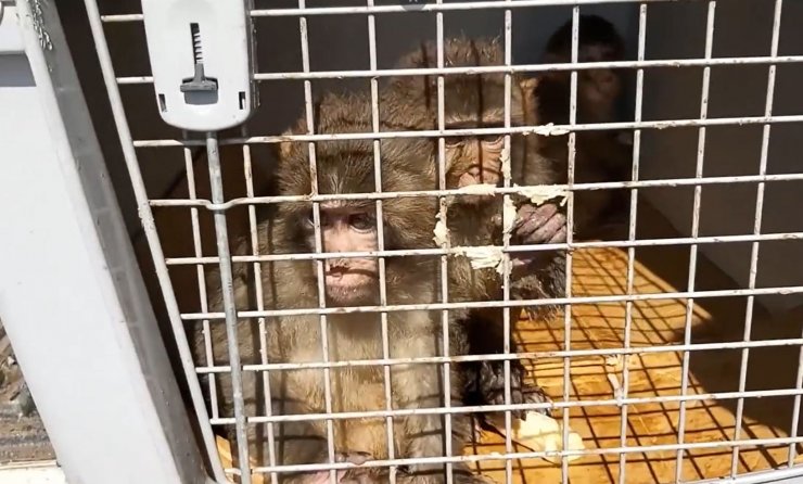 Üç makak maymununa el koyuldu; 3 kişiye para cezası