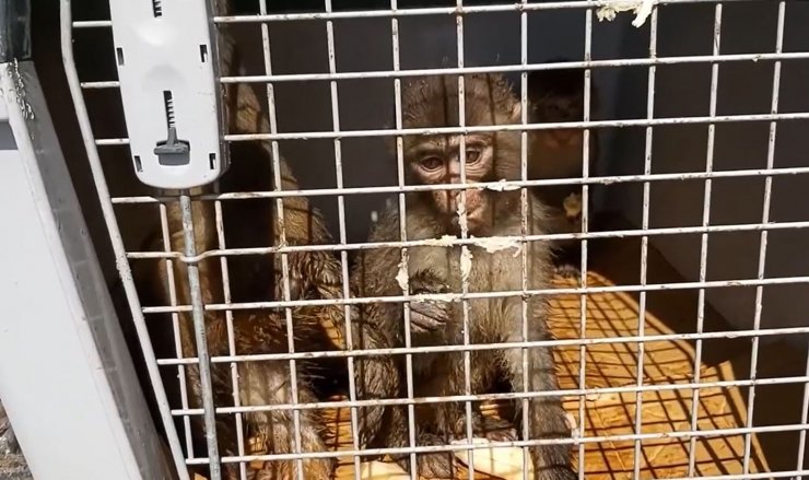 Üç makak maymununa el koyuldu; 3 kişiye para cezası