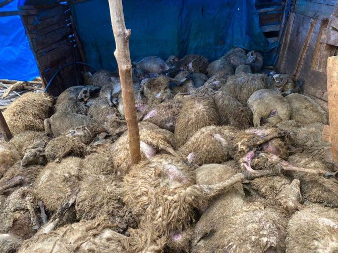 Ağıla giren kurt 100’e yakın koyunu telef etti