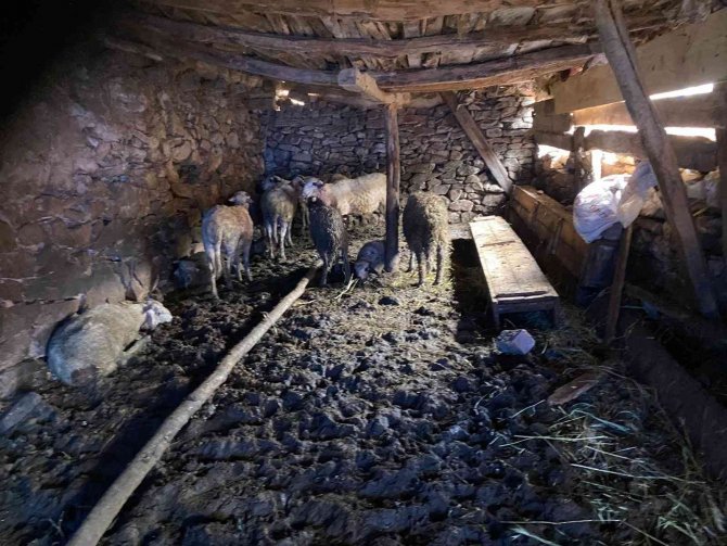 Ağıla giren kurt 100’e yakın koyunu telef etti