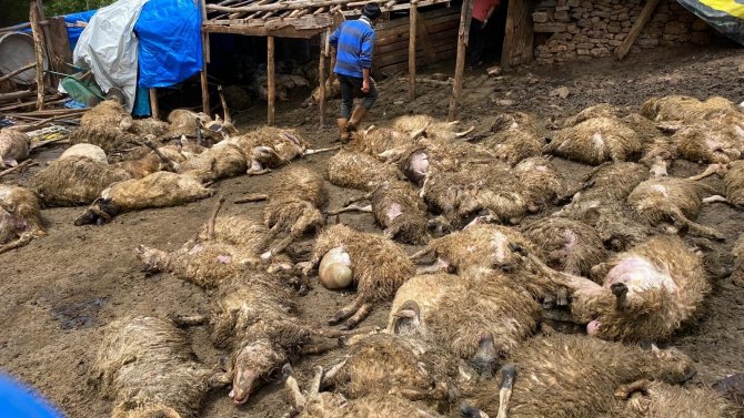 Ağıla giren kurt 100’e yakın koyunu telef etti