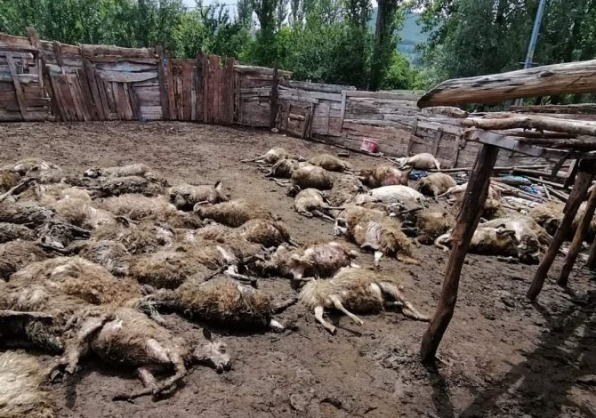 Ağıla giren kurt 100’e yakın koyunu telef etti
