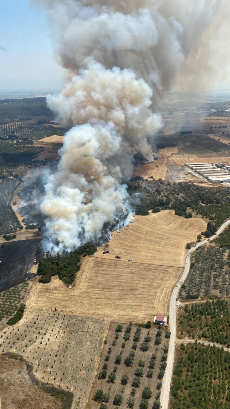 İzmir'de orman yangını
