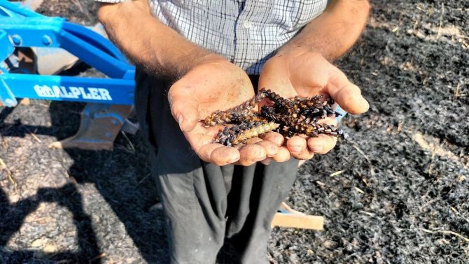 Osmaniye’de 10 dönüm buğday tarlası yandı