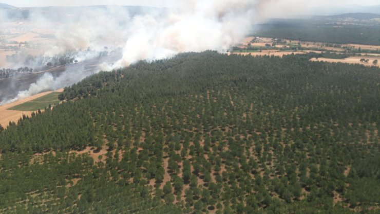 Çanakkale'de tarladaki yangın ormana sıçradı