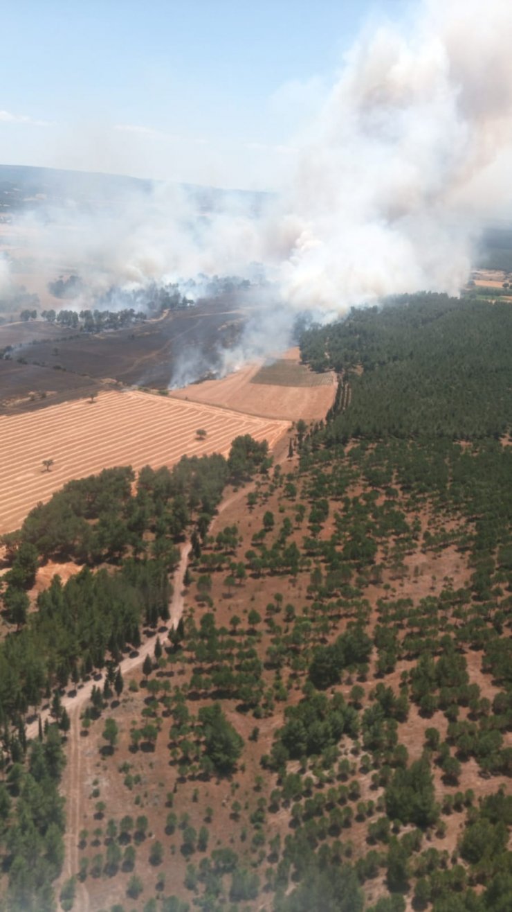 Çanakkale'de tarladaki yangın ormana sıçradı
