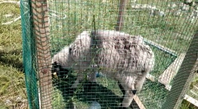 Konya'da definecilerin kazdığı 21 metrelik kuyuya kuzu düştü