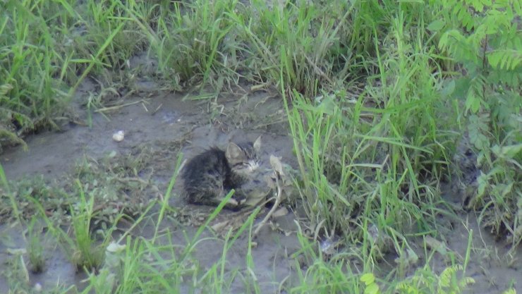 Tunca Nehri'nde mahsur kalan yavru kedi için AFAD seferber oldu