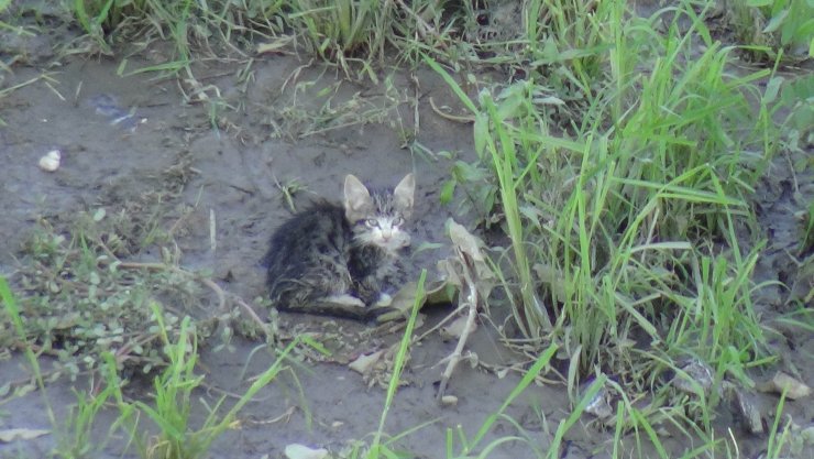 Tunca Nehri'nde mahsur kalan yavru kedi için AFAD seferber oldu