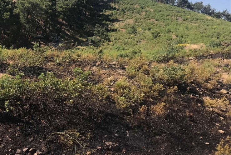 Gaziantep’te orman yangını;3 hektar alan zarar gördü