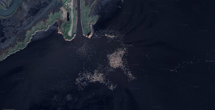 Google Earth'ten flamingo gözlemi 