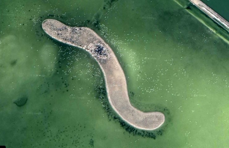 Google Earth'ten flamingo gözlemi 