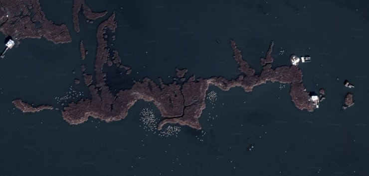 Google Earth'ten flamingo gözlemi 