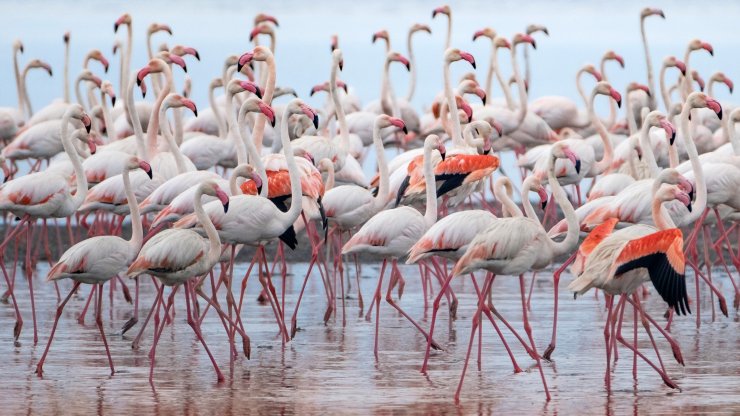 Google Earth'ten flamingo gözlemi 