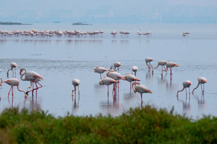 Google Earth'ten flamingo gözlemi 