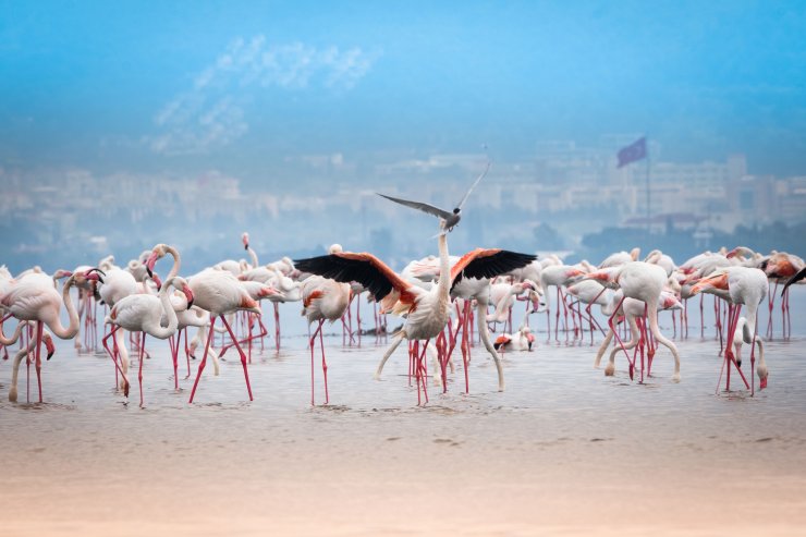 Google Earth'ten flamingo gözlemi 