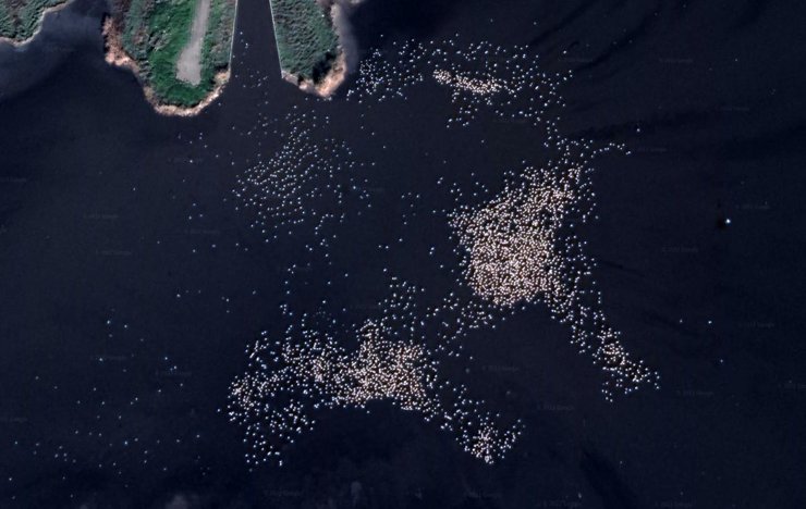 Google Earth'ten flamingo gözlemi 