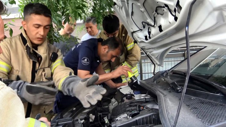 Kedi ve yılan çıkarma operasyonu