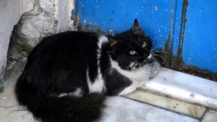 Kedi ve yılan çıkarma operasyonu