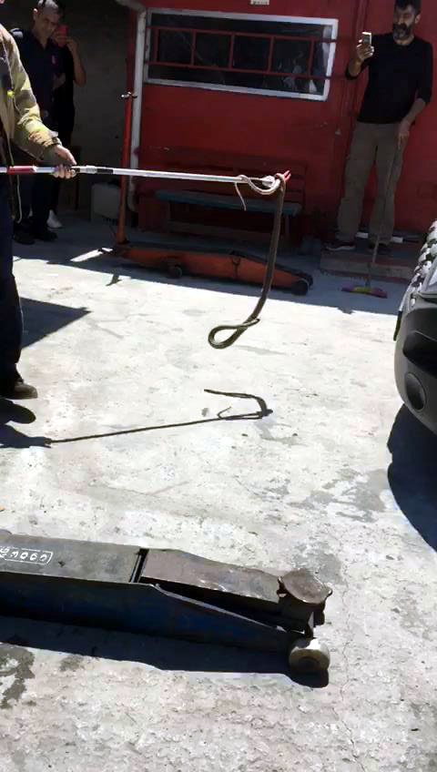 Kedi ve yılan çıkarma operasyonu