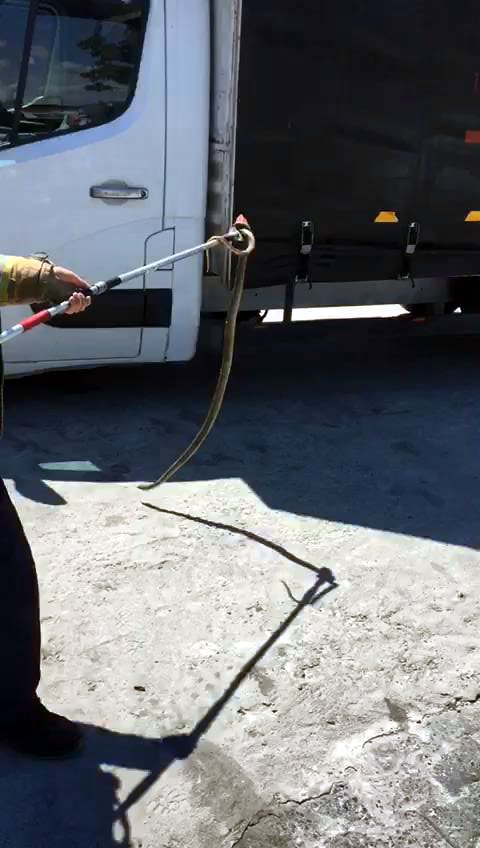 Kedi ve yılan çıkarma operasyonu