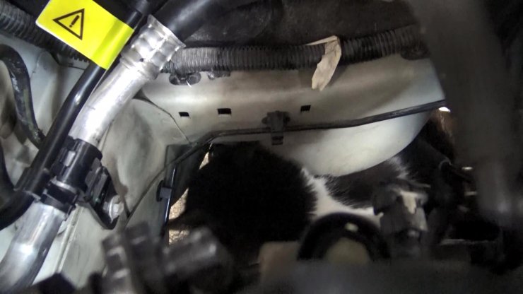 Kedi ve yılan çıkarma operasyonu