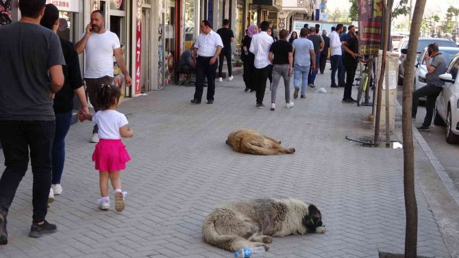 Köpekten kurtarayım derken kendisi kurtulamadı