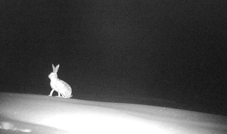 Bingöl'de yaban hayatı fotokapanda
