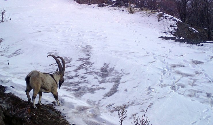 Bingöl'de yaban hayatı fotokapanda