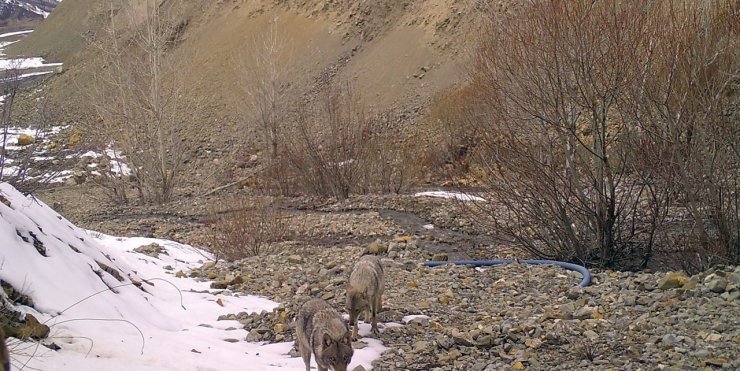 Bingöl'de yaban hayatı fotokapanda