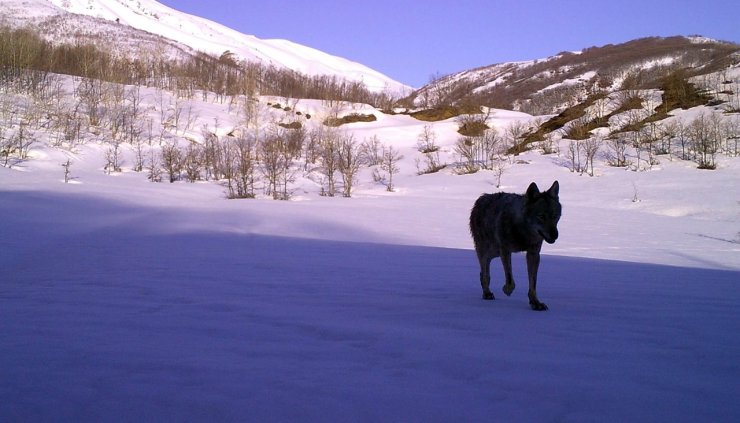 Bingöl'de yaban hayatı fotokapanda