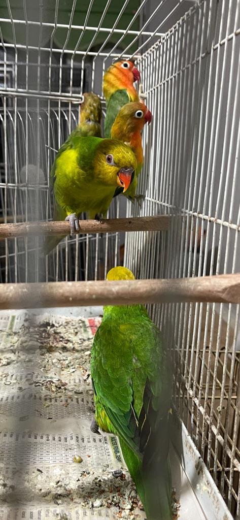 Kaçak hayvan operasyonunda 2 veteriner hekim gözaltında