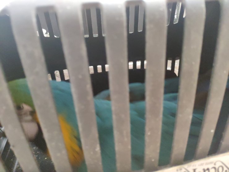 Kaçak hayvan operasyonunda 2 veteriner hekim gözaltında