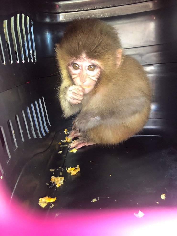 Kaçak hayvan operasyonunda 2 veteriner hekim gözaltında