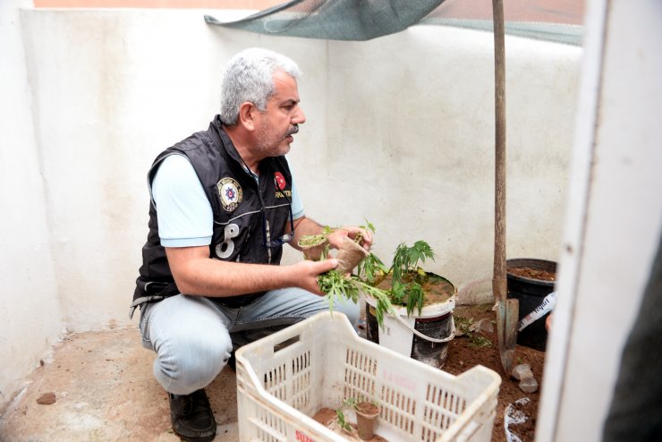 Eşi polisleri oyalarken, çatıdaki Hint kenevirlerini söktü