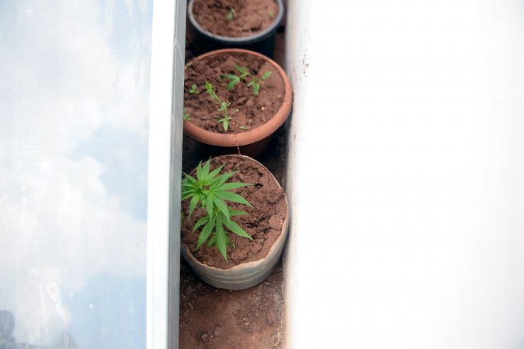 Eşi polisleri oyalarken, çatıdaki Hint kenevirlerini söktü