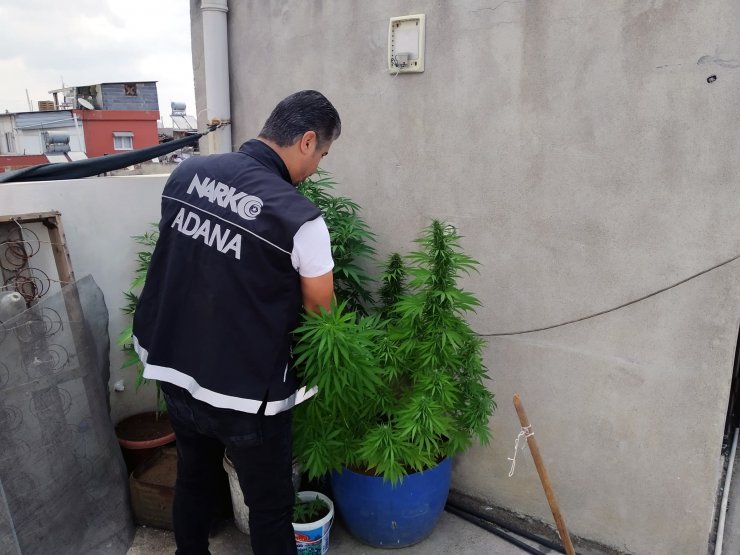 Eşi polisleri oyalarken, çatıdaki Hint kenevirlerini söktü