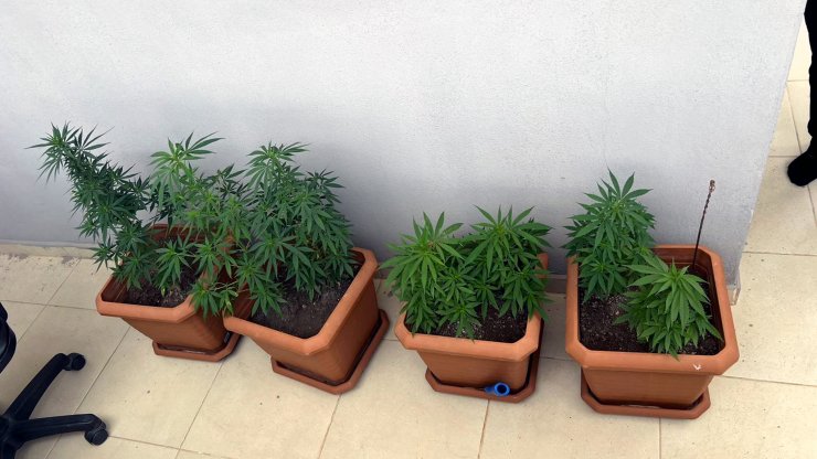 Eşi polisleri oyalarken, çatıdaki Hint kenevirlerini söktü